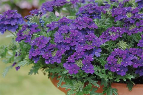 Photos von Blumenvarianten benutzt als: Topf, Terrasse, Ampel. Verbena Vepita Blu Violet PW