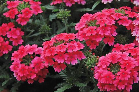 Photos von Blumenvarianten benutzt als: Topf, Terrasse, Ampel. Verbena Vepita Hot Pink PW