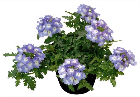 Photos von Blumenvarianten benutzt als: Topf, Terrasse, Ampel. Verbena Vepita Lavender Ice PW