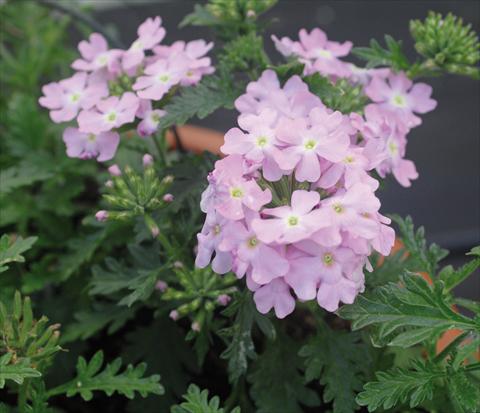 Photos von Blumenvarianten benutzt als: Topf, Terrasse, Ampel. Verbena Vepita Soft Pink PW