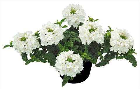 Photos von Blumenvarianten benutzt als: Topf, Terrasse, Ampel. Verbena Vepita White PW