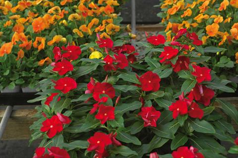 Photos von Blumenvarianten benutzt als: Topf und Beet Catharanthus roseus - Vinca Cora F1 Red