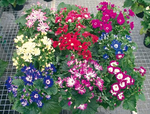 Photos von Blumenvarianten benutzt als: Topf und Beet Cineraria Vesna