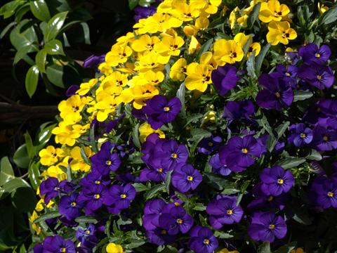 Photos von Blumenvarianten benutzt als: Beet- / Rabattenpflanze Viola cornuta Penny Blue