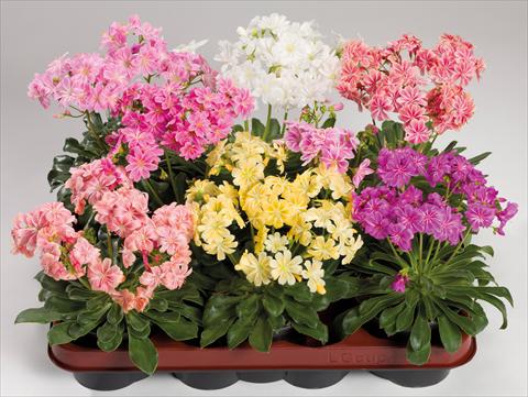 Photos von Blumenvarianten benutzt als: Topf und Beet Lewisia cotyledon Elise Mix