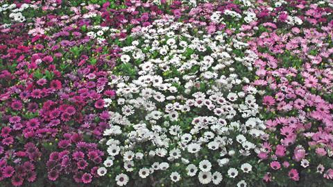 Photos von Blumenvarianten benutzt als: Topf und Beet Osteospermum Akila mix