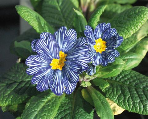 Photos von Blumenvarianten benutzt als: Topf und Beet Primula acaulis Blu zebra