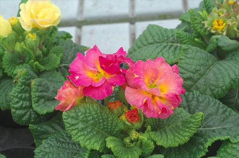 Photos von Blumenvarianten benutzt als: Topf und Beet Primula acaulis Elodie fiore semidoppio mix