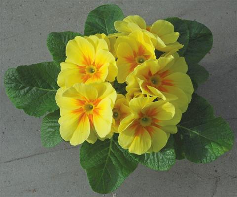 Photos von Blumenvarianten benutzt als: Topf und Beet Primula acaulis Giallo Jumbo