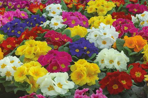 Photos von Blumenvarianten benutzt als: Topf und Beet Primula acaulis Mery superprecoce mix