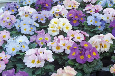 Photos von Blumenvarianten benutzt als: Topf und Beet Primula acaulis Provence mix
