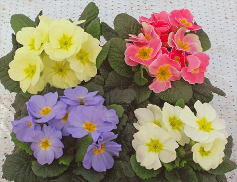 Photos von Blumenvarianten benutzt als: Topf und Beet Primula acaulis Vanity mix