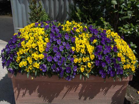 Photos von Blumenvarianten benutzt als: Beet- / Rabattenpflanze Viola cornuta Penny Yellow blotch