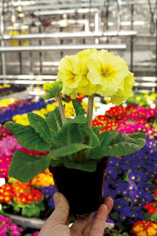 Photos von Blumenvarianten benutzt als: Topf und Beet Primula elatior Sibel crema