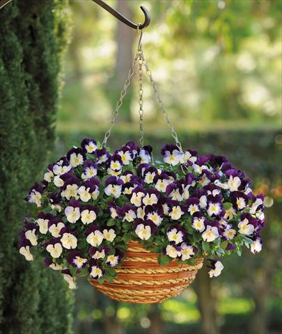 Photos von Blumenvarianten benutzt als: Topf und Beet Viola cornuta Cool Wave Violet Wings