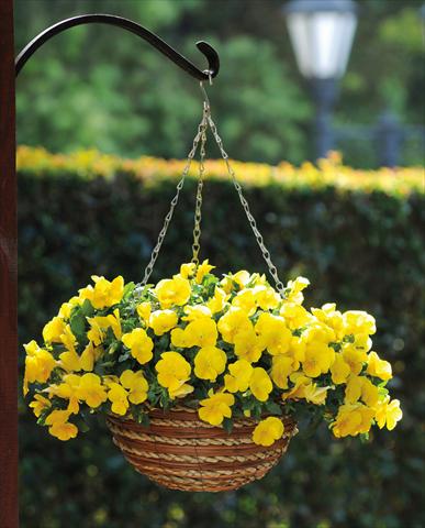 Photos von Blumenvarianten benutzt als: Topf und Beet Viola cornuta Cool Wave Yellow