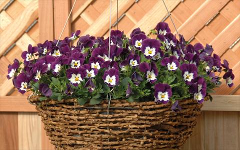 Photos von Blumenvarianten benutzt als: Topf und Beet Viola cornuta Freefall Violetto Bianco