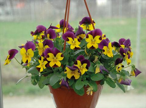 Photos von Blumenvarianten benutzt als: Topf und Beet Viola cornuta Freefall Violetto Giallo