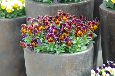 Photos von Blumenvarianten benutzt als: Topf und Beet Viola cornuta Lady Antique shades