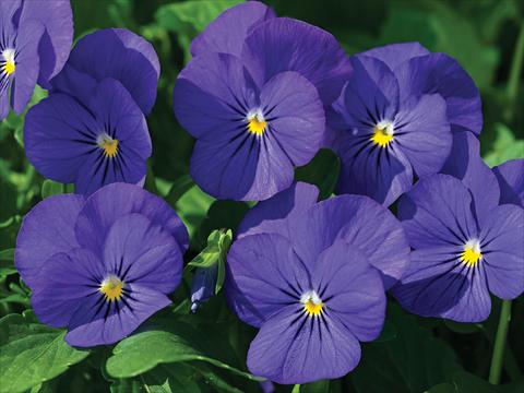 Photos von Blumenvarianten benutzt als: Topf und Beet Viola cornuta Lady Blu
