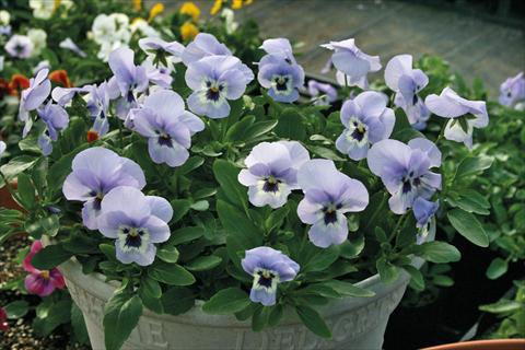 Photos von Blumenvarianten benutzt als: Topf und Beet Viola cornuta Lady Marina
