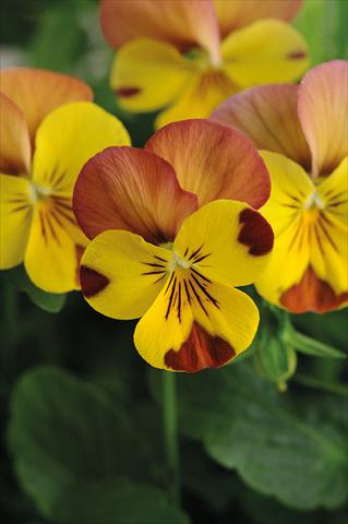 Photos von Blumenvarianten benutzt als: Topf und Beet Viola cornuta Lady Peach melba