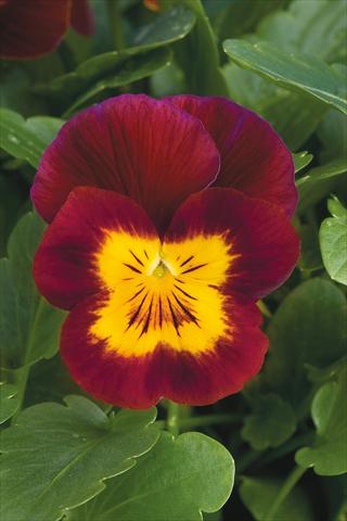 Photos von Blumenvarianten benutzt als: Topf und Beet Viola cornuta Lady Red with yellow face