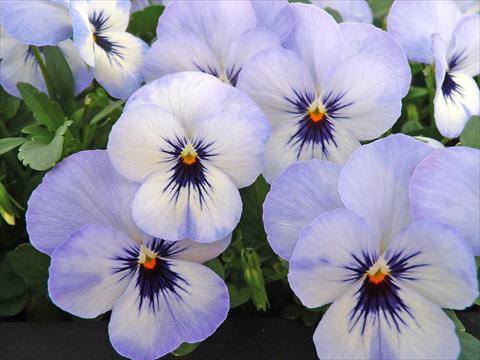 Photos von Blumenvarianten benutzt als: Topf und Beet Viola cornuta Lady Sky Blu with bloch