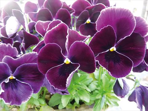 Photos von Blumenvarianten benutzt als: Topf und Beet Viola cornuta Midi Purple lace