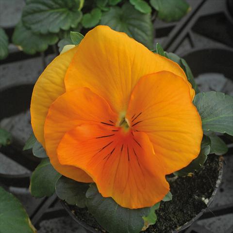 Photos von Blumenvarianten benutzt als: Topf und Beet Viola wittrockiana Jumbo Arancio