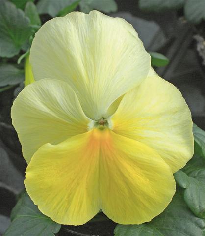 Photos von Blumenvarianten benutzt als: Topf und Beet Viola wittrockiana Jumbo Crema