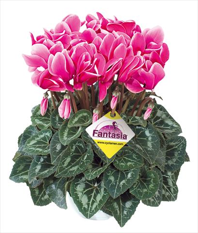 Photos von Blumenvarianten benutzt als: Ampel/Topf Cyclamen persicum Halios® Fantasia Fuchsia vivo
