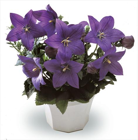 Photos von Blumenvarianten benutzt als: Topf, Beet, Terrasse, Ampel Platycodon Astra Blue