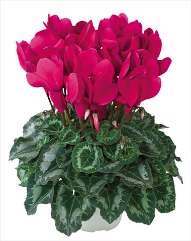 Photos von Blumenvarianten benutzt als: Ampel/Topf Cyclamen persicum Halios® F1 Grenadine