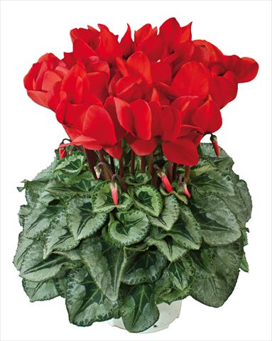 Photos von Blumenvarianten benutzt als: Ampel/Topf Cyclamen persicum Halios® Rosso Decora