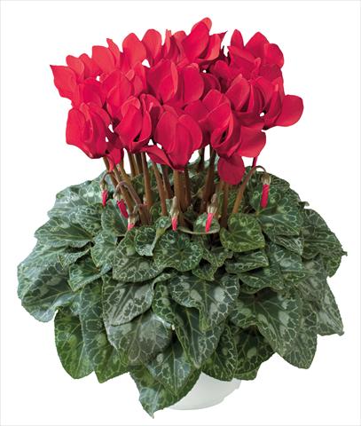 Photos von Blumenvarianten benutzt als: Topf und Beet Cyclamen persicum midi Latinia Premium Rosso precoce new