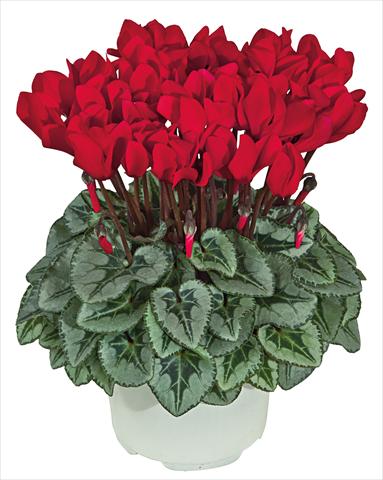 Photos von Blumenvarianten benutzt als: Topf Cyclamen persicum mini Metis Rosso scarlatto Decora