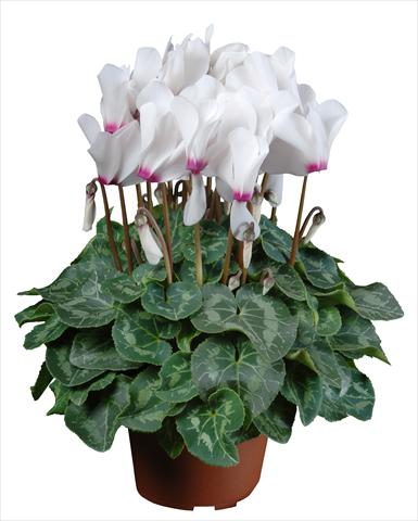 Photos von Blumenvarianten benutzt als: Topf Cyclamen persicum mini Super Serie®s Allure F1 Bianco con occhio