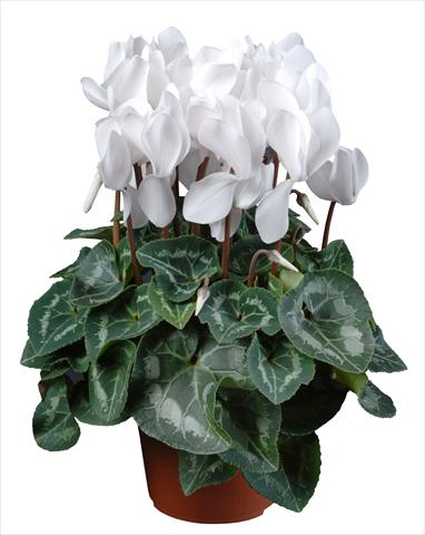 Photos von Blumenvarianten benutzt als: Topf Cyclamen persicum mini Super Serie®s Allure F1 Bianco