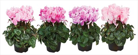 Photos von Blumenvarianten benutzt als: Topf Cyclamen persicum mini Super Serie®s Allure F1 fiammato mix
