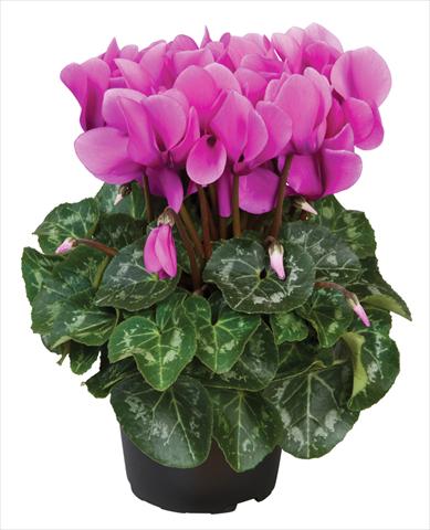 Photos von Blumenvarianten benutzt als: Topf Cyclamen persicum mini Super Serie®s Allure F1 Lilla