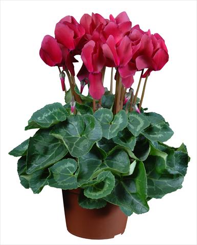 Photos von Blumenvarianten benutzt als: Topf Cyclamen persicum mini Super Serie®s Allure F1 Magenta