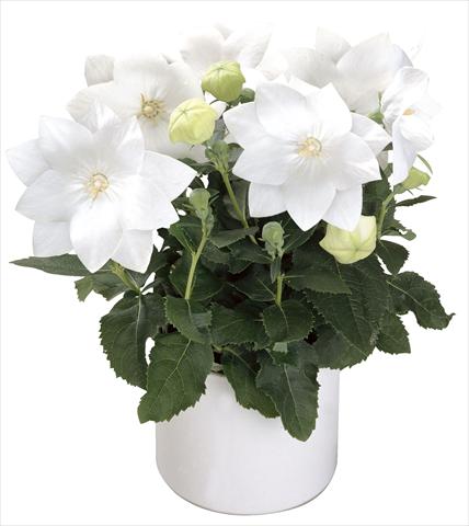 Photos von Blumenvarianten benutzt als: Topf Platycodon Astra White Semi-double