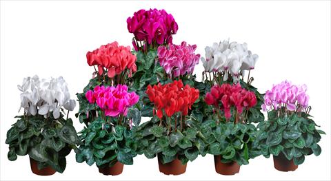 Photos von Blumenvarianten benutzt als: Topf Cyclamen persicum mini Super Serie®s Allure F1 Mix
