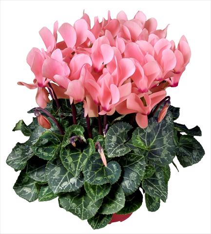 Photos von Blumenvarianten benutzt als: Topf Cyclamen persicum mini Super Serie®s Allure F1 Rosa chiaro