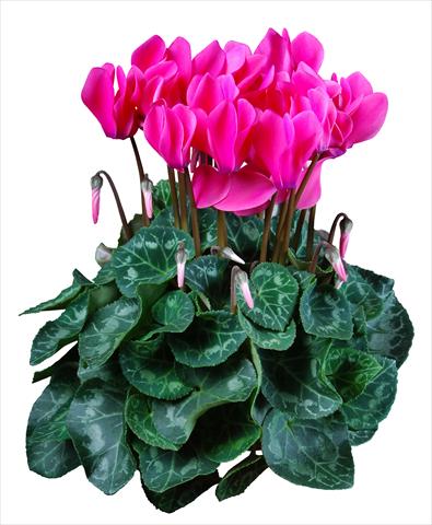 Photos von Blumenvarianten benutzt als: Topf Cyclamen persicum mini Super Serie®s Allure F1 Rosa