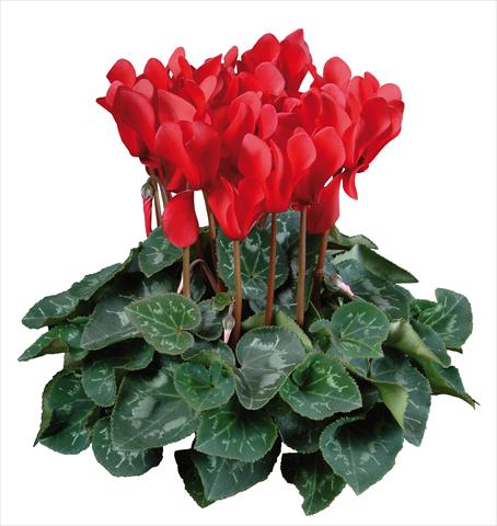 Photos von Blumenvarianten benutzt als: Topf Cyclamen persicum mini Super Serie®s Allure F1 Rosso