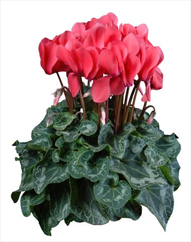 Photos von Blumenvarianten benutzt als: Topf Cyclamen persicum mini Super Serie®s Allure F1 Salmone