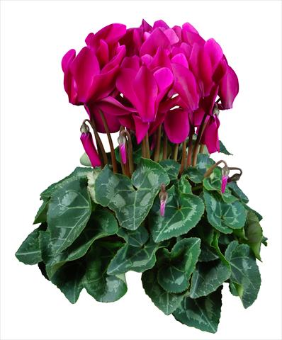 Photos von Blumenvarianten benutzt als: Topf Cyclamen persicum mini Super Serie®s Allure F1 Violetto