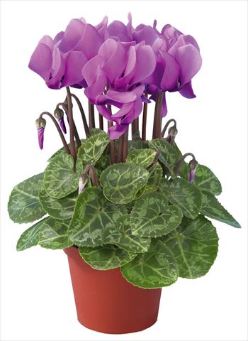 Photos von Blumenvarianten benutzt als: Topf Cyclamen persicum mini Super Serie®s Compact F1 Lilla imp